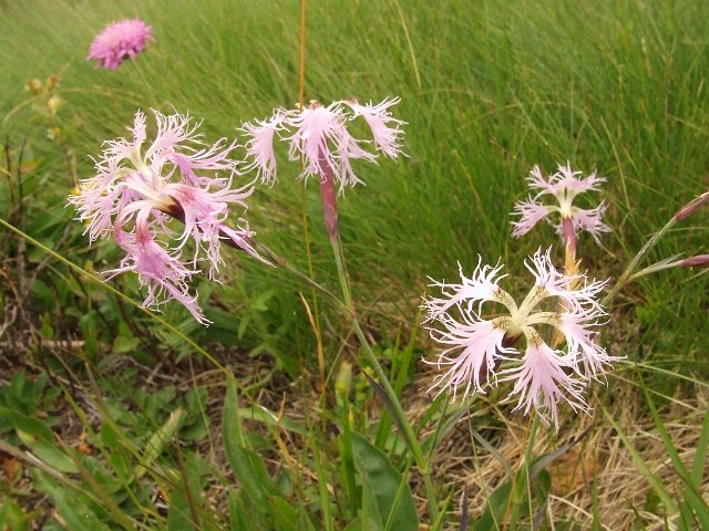 067 Dianthus Superbus